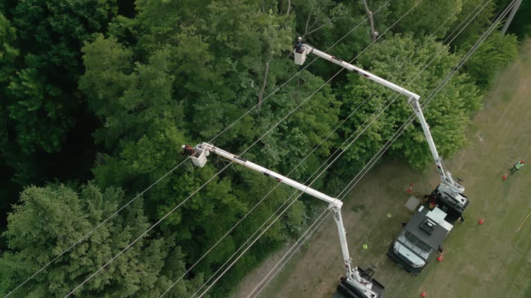 How Our Tree Care Process Works  in  Millwood, WA